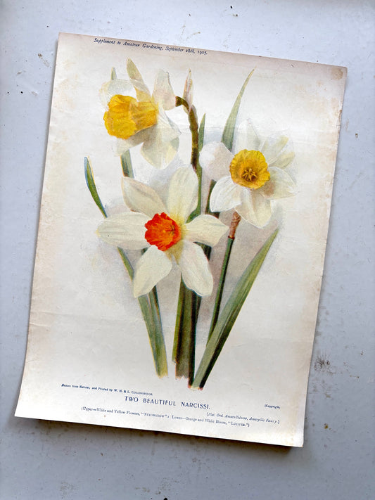 Antique botanical chromolithograph from England titled 'Two Beautiful Narcissi'