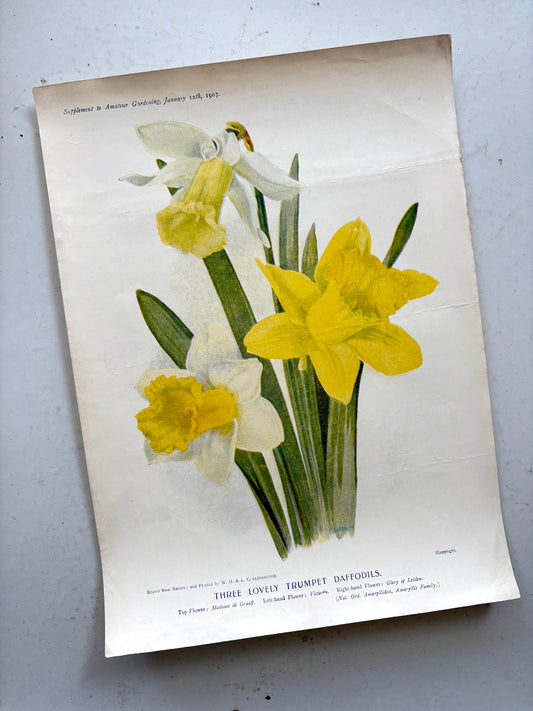 Antique botanical chromolithograph from England titled 'Three Lovely Trumpet Daffodils'