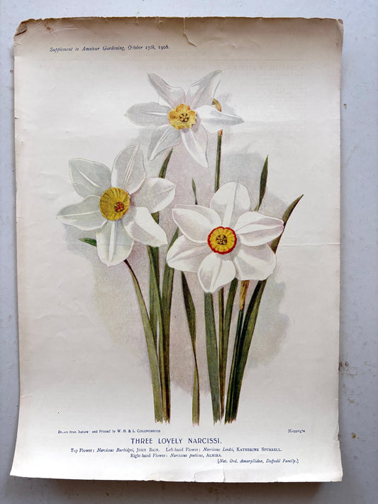 Antique botanical chromolithograph from England titled 'Three Lovely Narcissi'