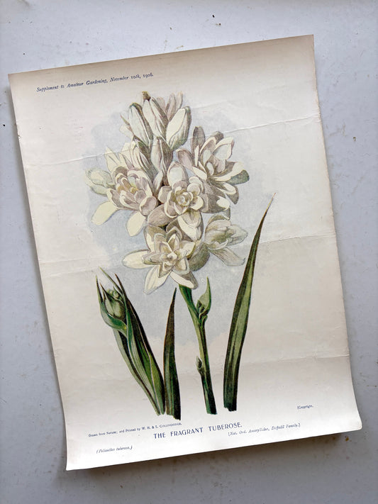 Antique botanical chromolithograph from England titled 'The Fragrant Tuberose'