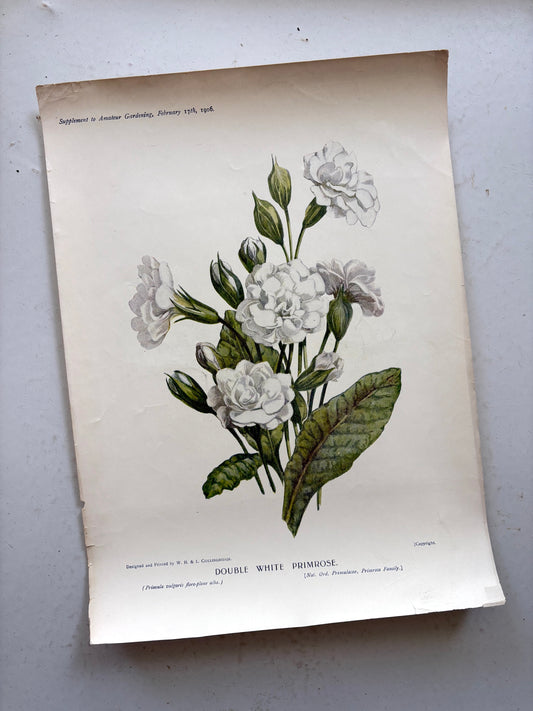 Antique botanical chromolithograph from England titled 'Double White Primrose'