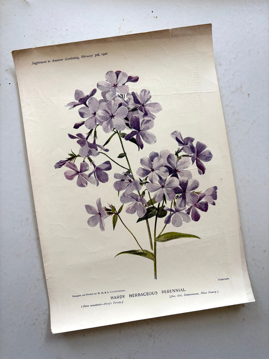 Antique botanical chromolithograph from England titled 'Hardy Herbaceous Perennial'