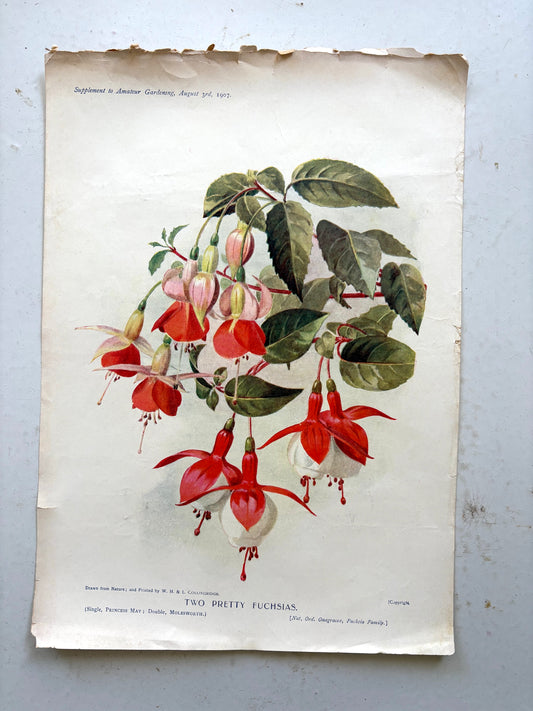 Antique botanical chromolithograph from England titled 'Two Pretty Fuchsias'
