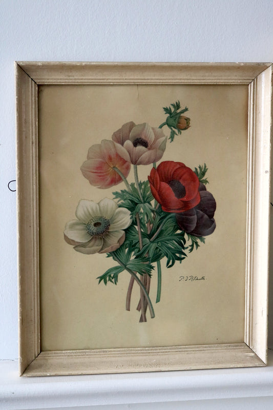 Anemone floral print by Pierre-Joseph Redoute