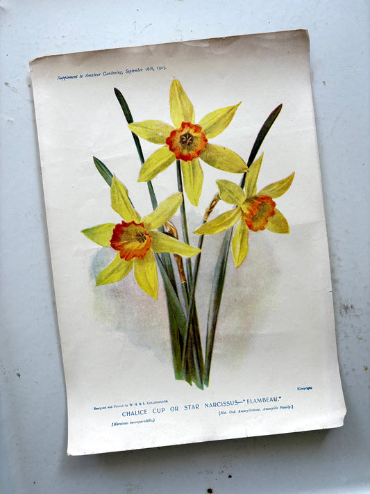 Antique botanical chromolithograph from England - Chalice Cup Star Narcissus 'Flambeau' daffodil.