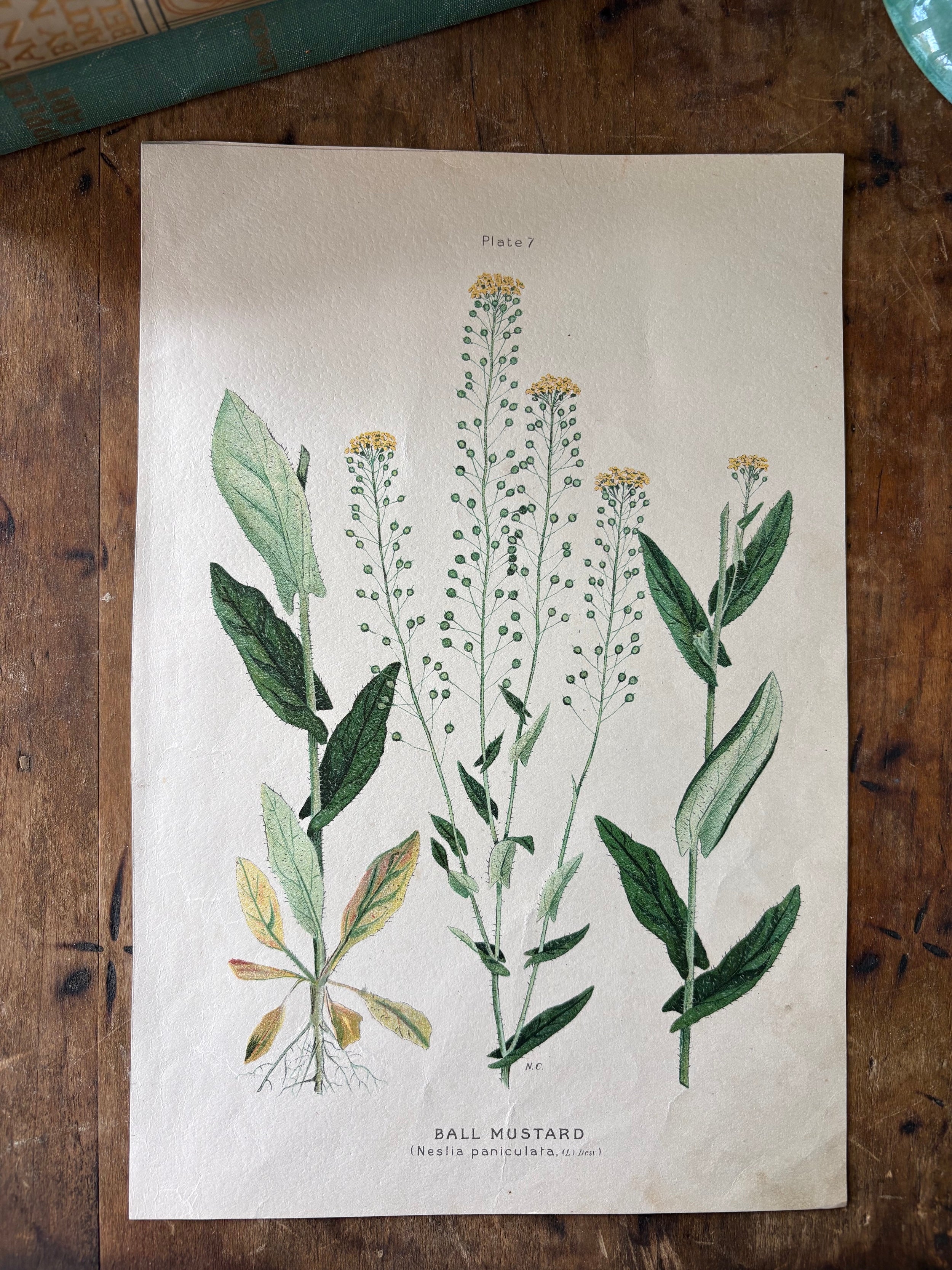 Art – Foraged Home and Garden