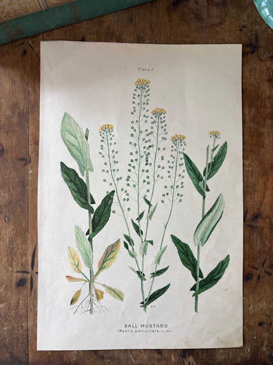 antique botanical illustration "Ball Mustard"