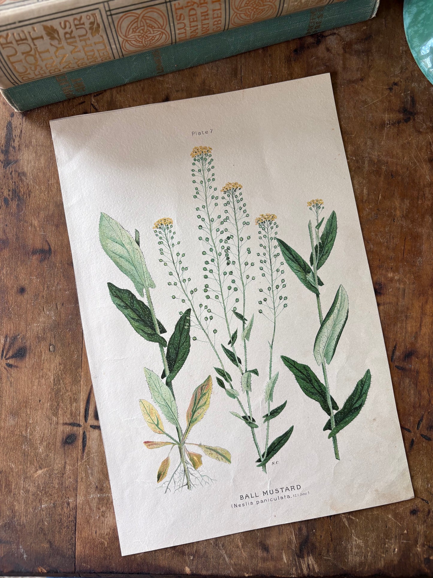 antique botanical illustration "Ball Mustard"
