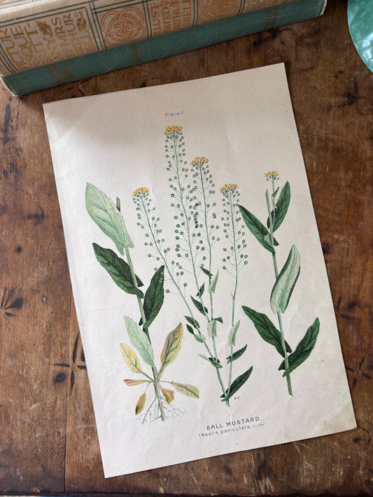 antique botanical illustration "Ball Mustard"