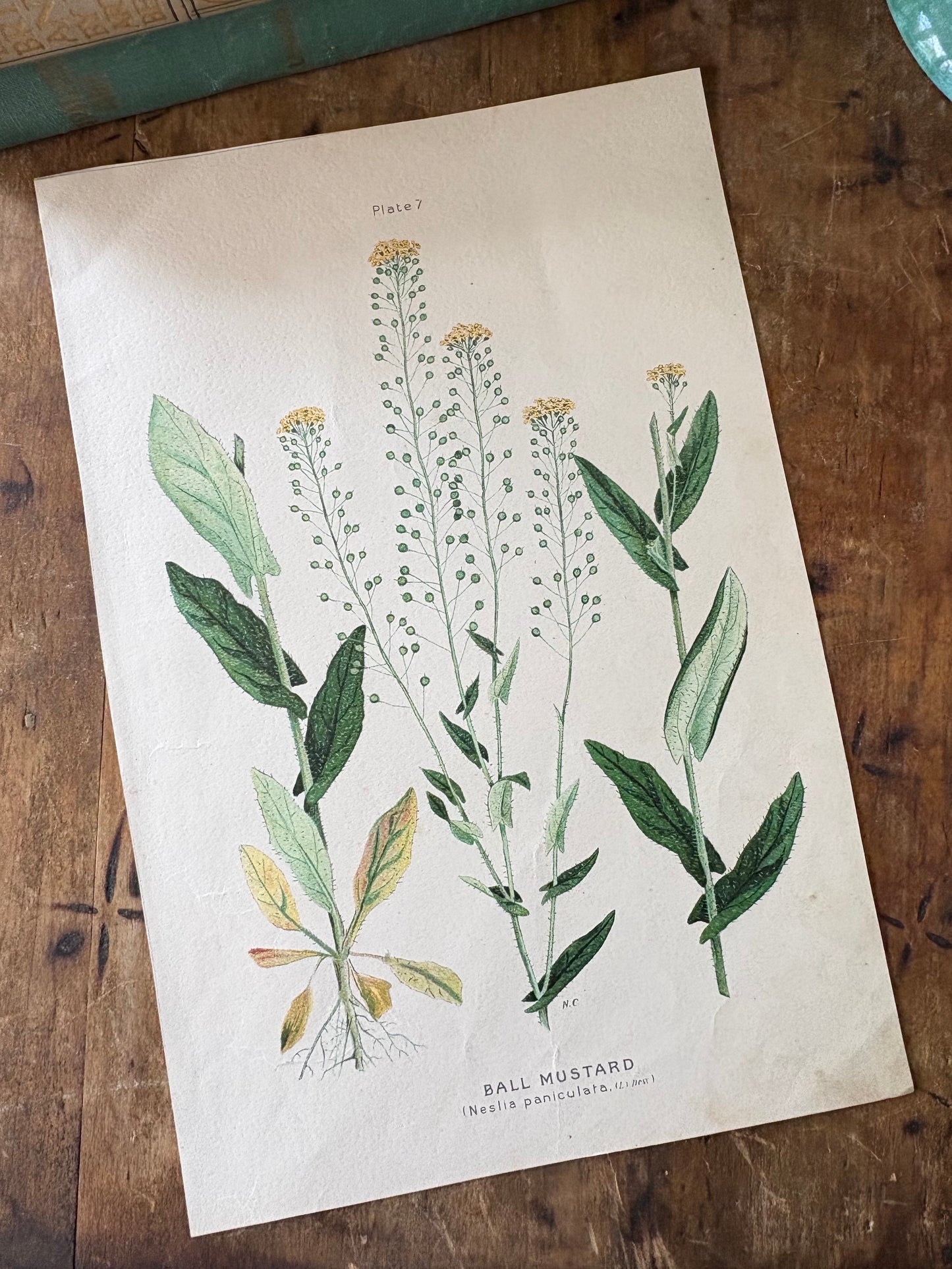 antique botanical illustration "Ball Mustard"
