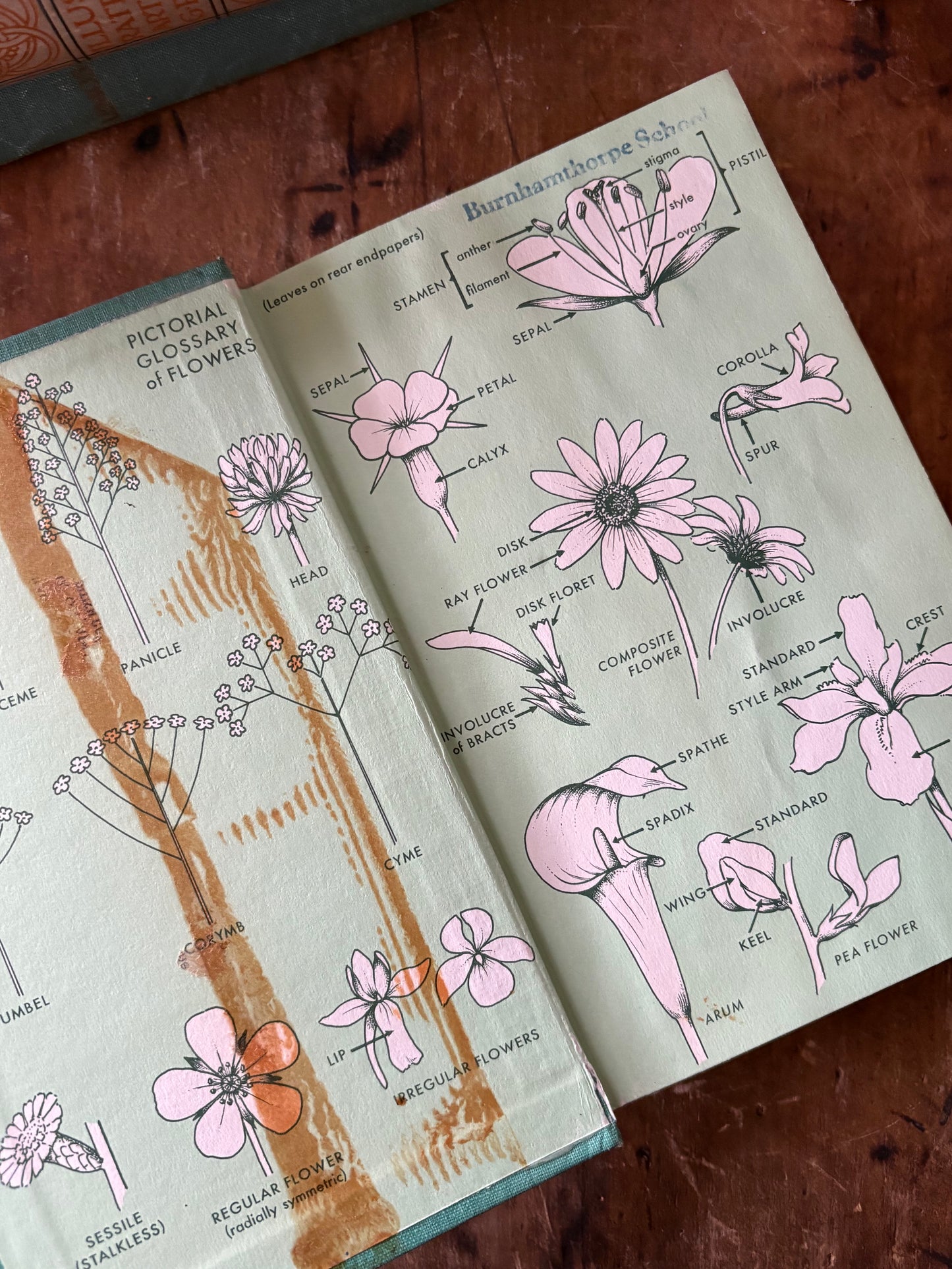 vintage Field Guide to Wildflowers book