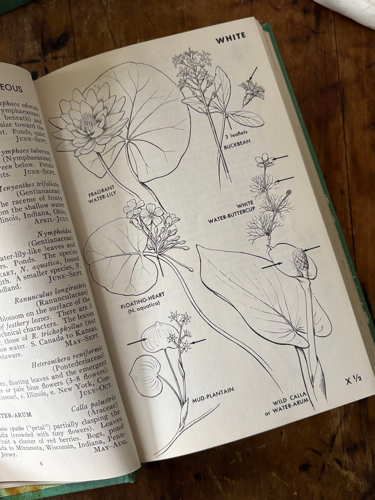 vintage Field Guide to Wildflowers book