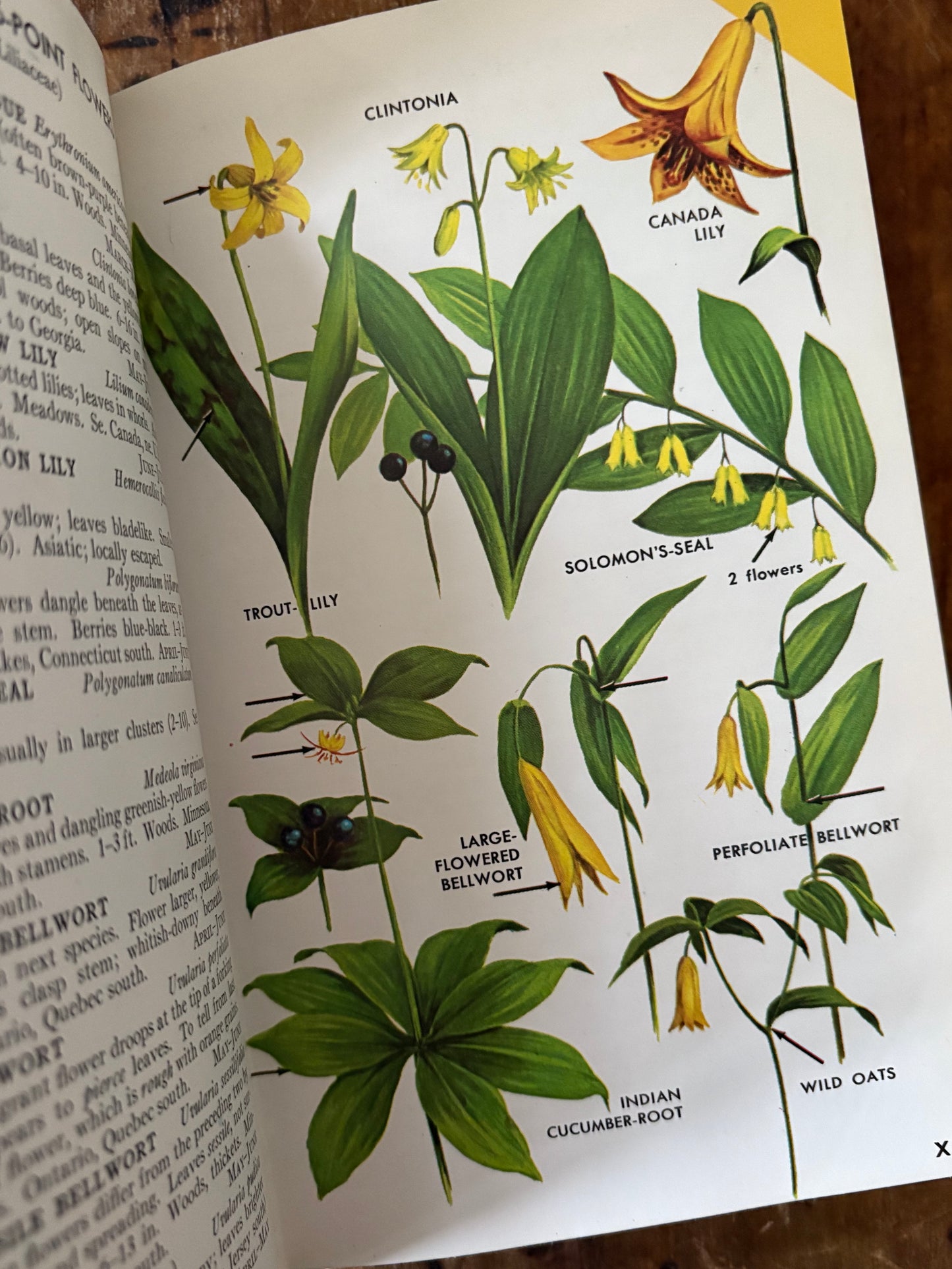 vintage Field Guide to Wildflowers book