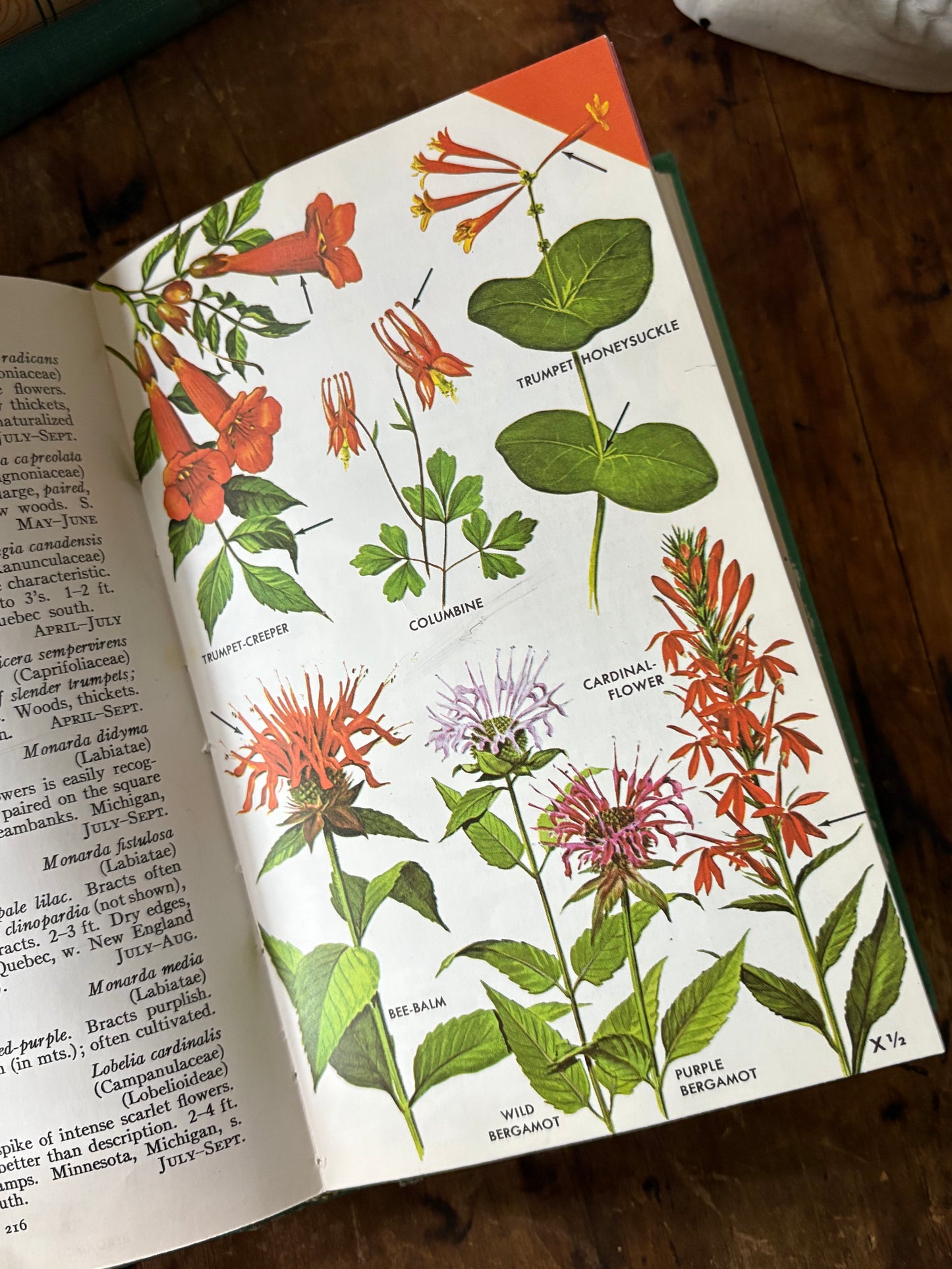 vintage Field Guide to Wildflowers book
