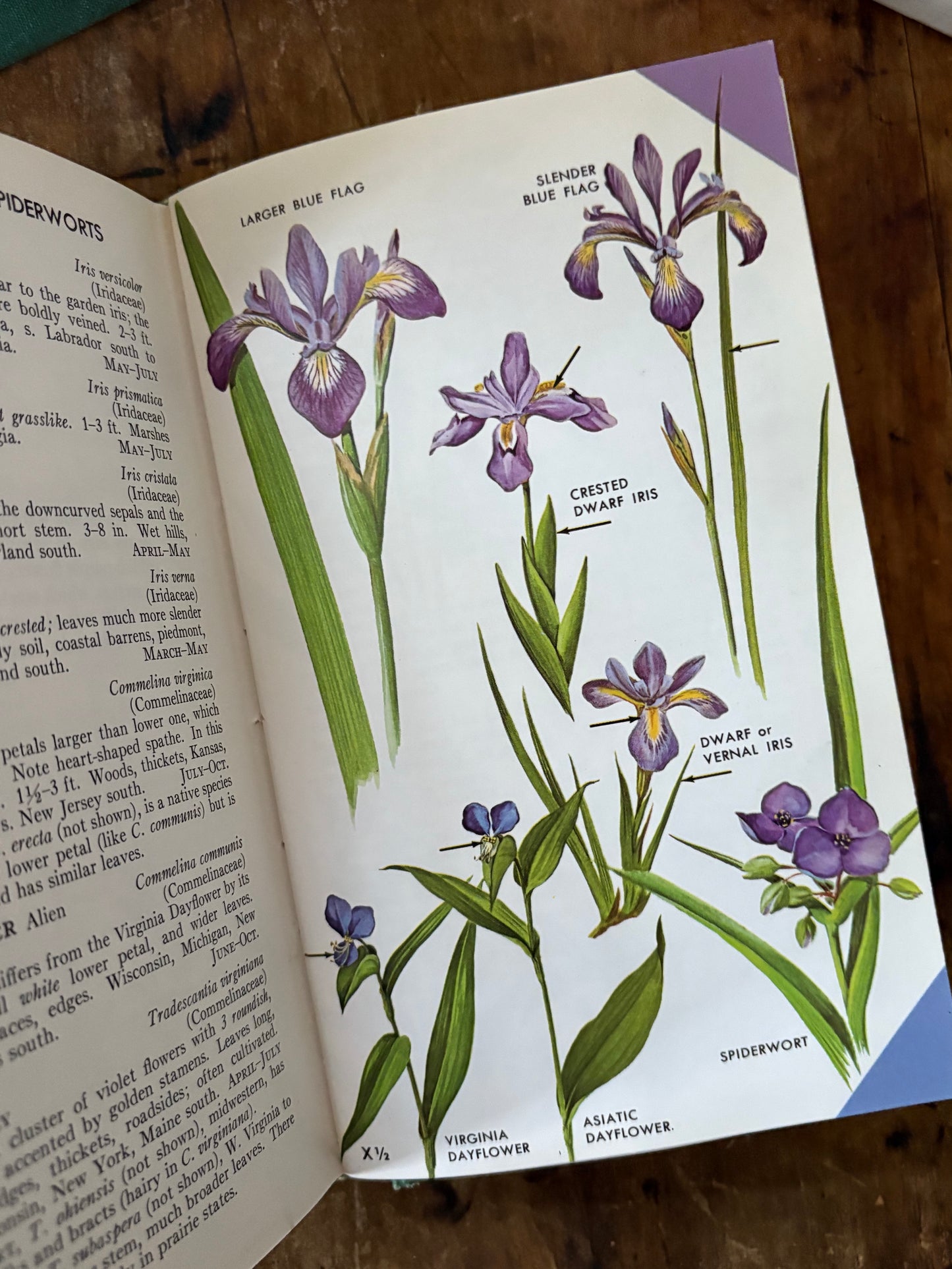 vintage Field Guide to Wildflowers book