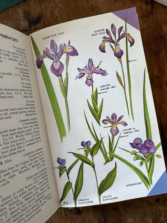 vintage Field Guide to Wildflowers book