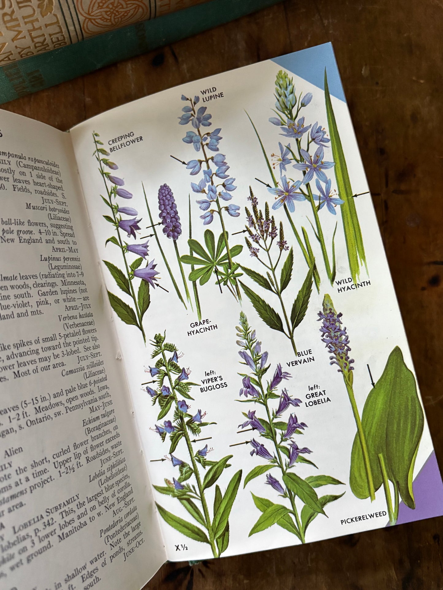 vintage Field Guide to Wildflowers book