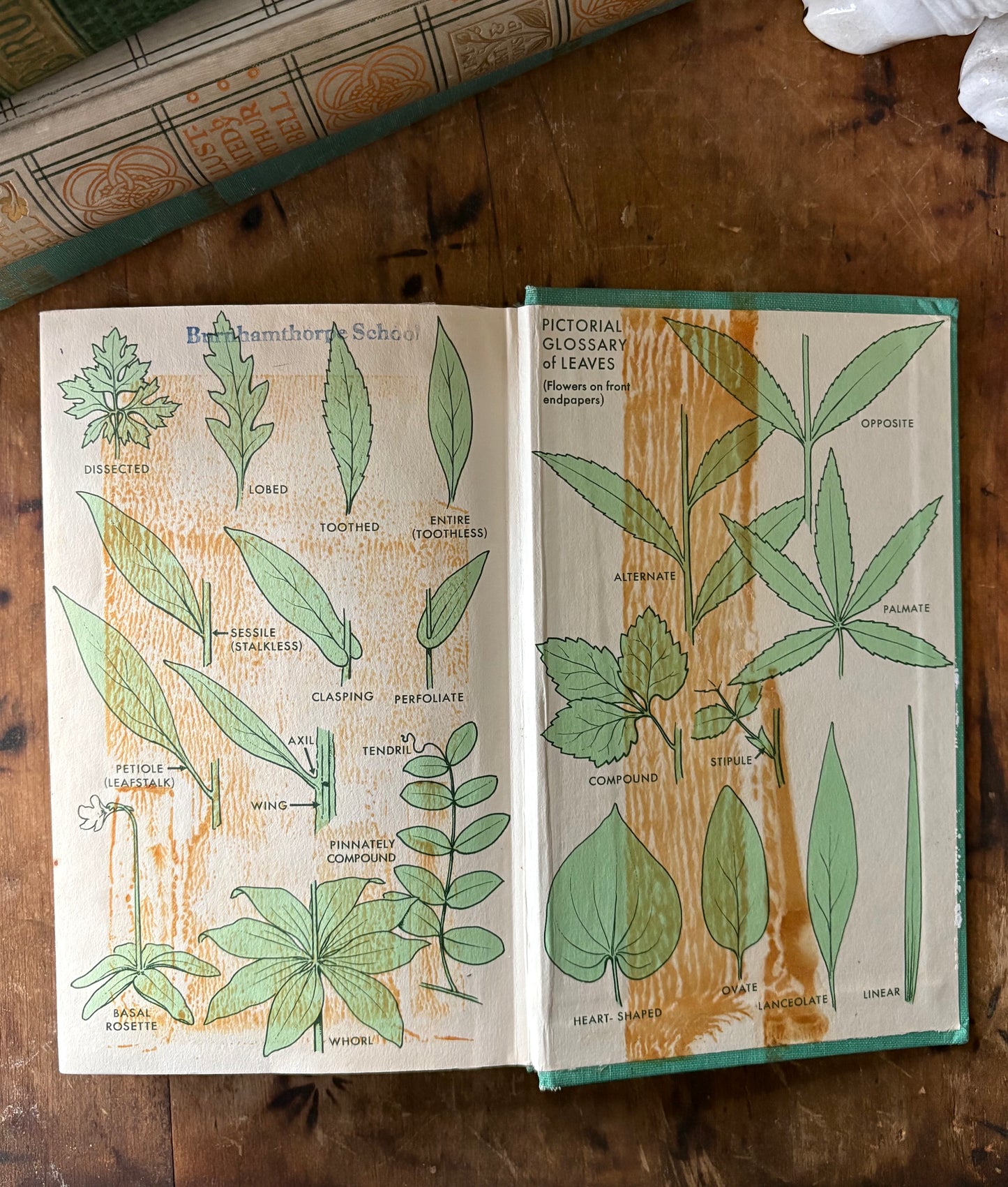 vintage Field Guide to Wildflowers book