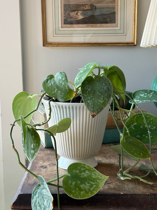 vintage mid-century Wedgwood Moonstone planter 'Etruria & Barlaston'
